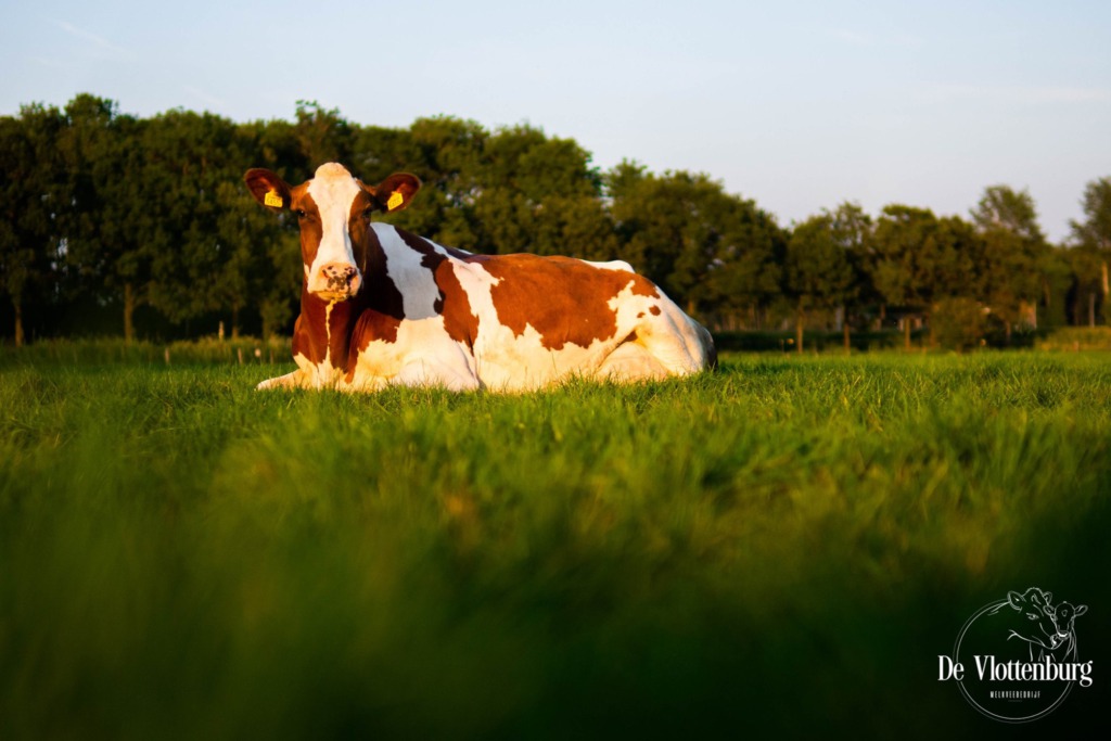 Een prachtige foto van een koe van melkveehouderij de Vlottenburg in Oud-Dijk Zuid. Een van de boerderijen die hun landbouw wil combineren met duurzame energie.