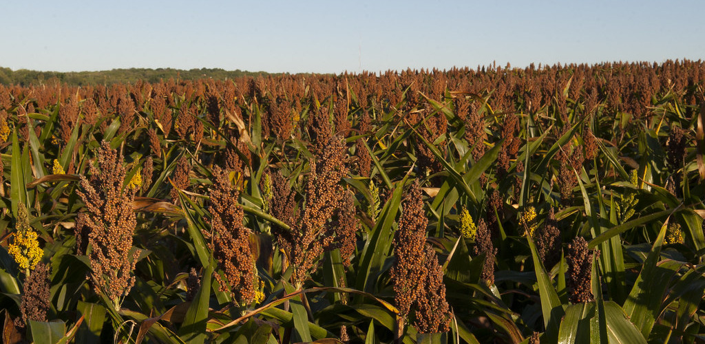 Sorghum is geschikt voor biomassa