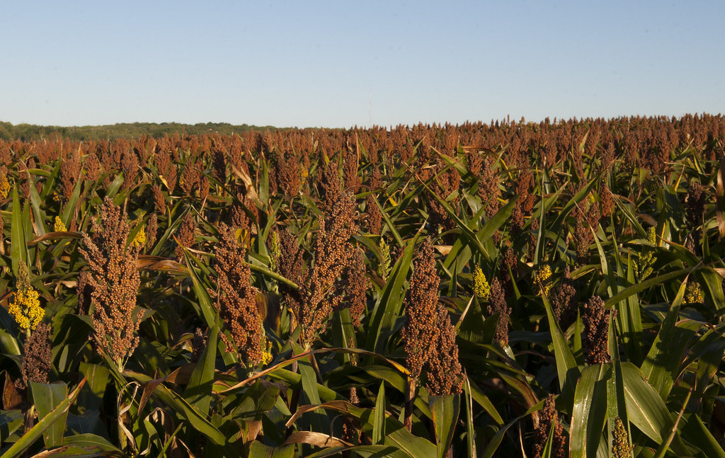 Sorghum is geschikt voor biomassa
