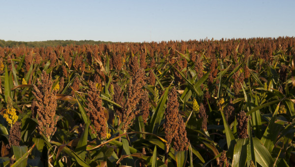 Sorghum is geschikt voor biomassa